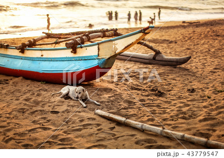 Stray dog laying on the beach sand, 43779547