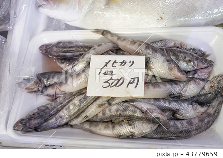 福島県いわき市の市魚メヒカリ身が柔らかく脂の強さが特徴 味の良さと流通量の少ない高級魚 新鮮な刺身の写真素材