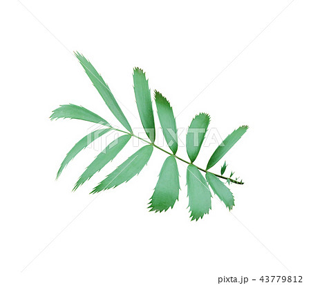 green palm leaf isolated on white background  43779812