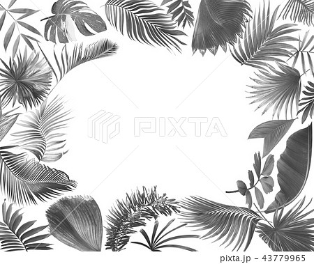green palm leaf on white for summer background 43779965