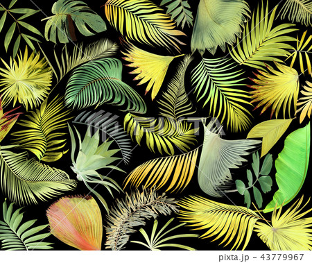 green palm leaf on white for summer background 43779967