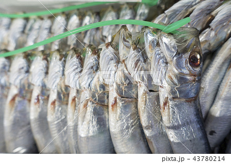 イワシ類の小魚を塩漬けし目から下あごへ竹串やワラを通して数匹ずつ束ね乾燥させたメザシ目刺し貧しい食卓の写真素材