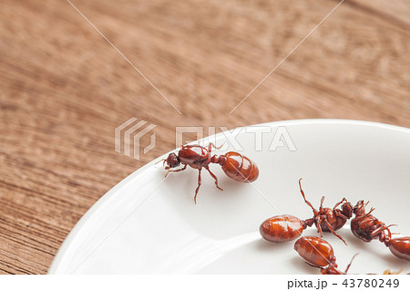 subterranean ants roast is clean food  43780249