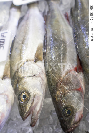 肉食性で小魚や甲殻類を大きな口で捕食,柔らかく癖なくあっさり夏のスズキは太って肉質がよく非常に美味 43780980