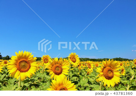 北海道　夏の青空とひまわり 43781360