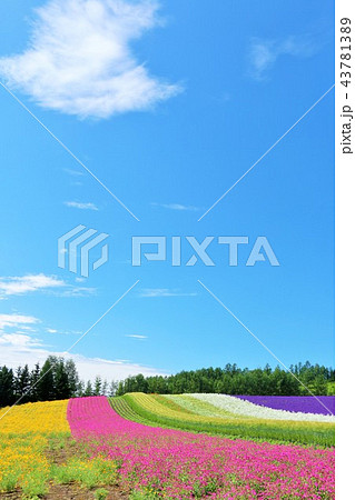 北海道 夏の青空と綺麗な花畑の写真素材