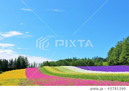 北海道 夏の青空と綺麗な花畑の写真素材