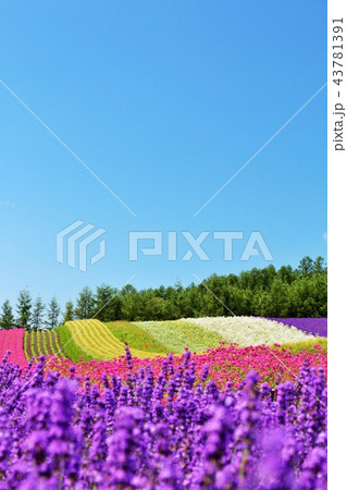 北海道 夏の青空とカラフルな花畑の写真素材