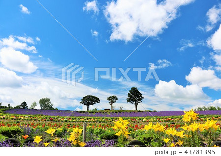 北海道 夏の青空と花畑の写真素材