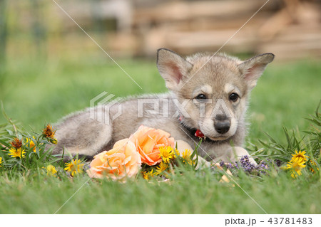 Puppy of Saarloos Wolfhound with flower Puppy of Saarloos Wolfhound with flower 43781483