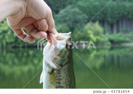 ブラックバス釣れた！ 43781654