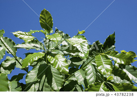 青空の下のコーヒーノキ 43782238