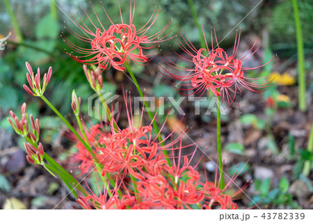 ヒガンバナ ヒガンバナ 43782339