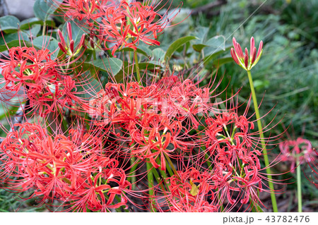 ヒガンバナ ヒガンバナ 43782476