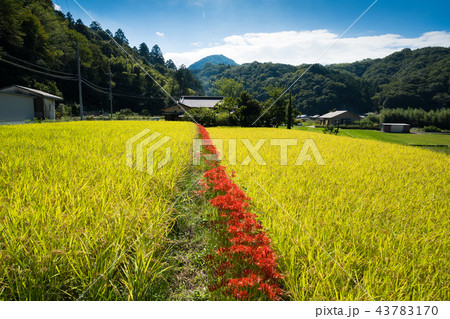 彼岸花　稲　香川県高松市 43783170