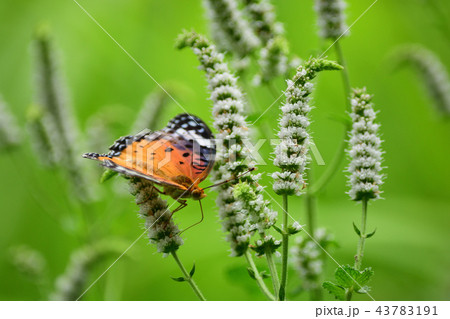 庭に飛来したツマグロヒョウモン蝶 43783191
