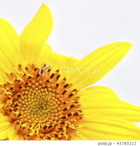 blurred sunflower in the white light a  background 43783212