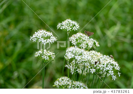 ドクニンジン 43783261