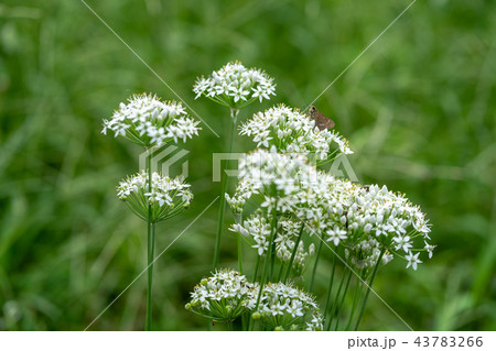 ドクニンジン 43783266