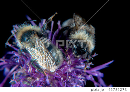 Bumblebee Bumblebee 43783278