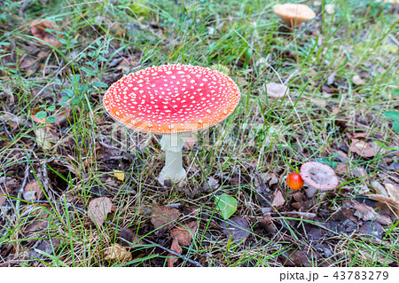 Fly amanita Fly amanita 43783279