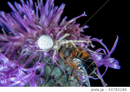 White crab spider White crab spider 43783280