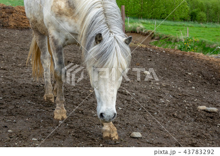Icelandic horses 43783292