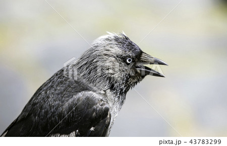 Jackdaw 43783299