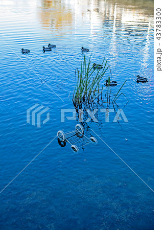 Mallards and junk 43783300