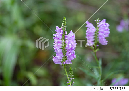 ハナトラノオ　 43783523