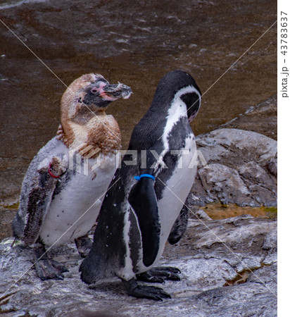 換羽中のペンギン 43783637