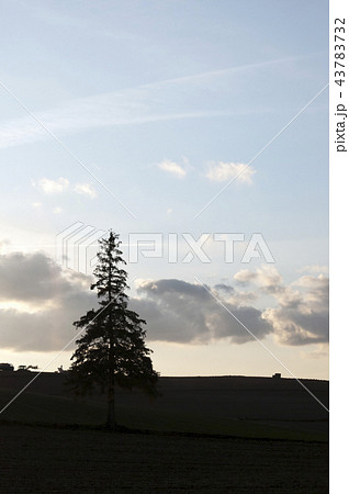 夕暮れの空とマツの木 美瑛町 夕暮れの空とマツの木 美瑛町 43783732