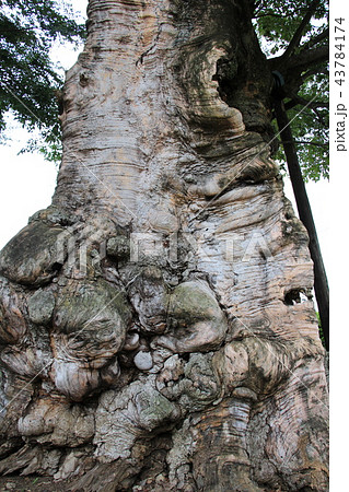 茨城県真壁の町並み（密弘寺のケヤキ） 43784174