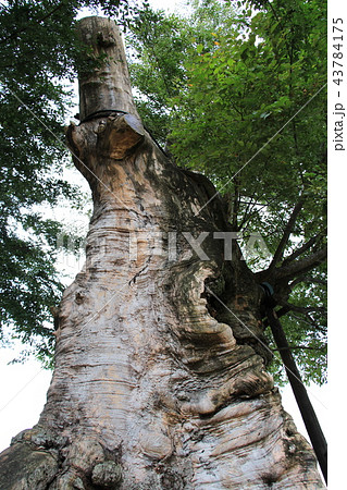 茨城県真壁の町並み（密弘寺のケヤキ） 43784175