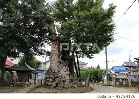 茨城県真壁の町並み（密弘寺のケヤキ） 43784176