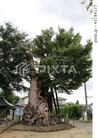 茨城県真壁の町並み（密弘寺のケヤキ） 43784177