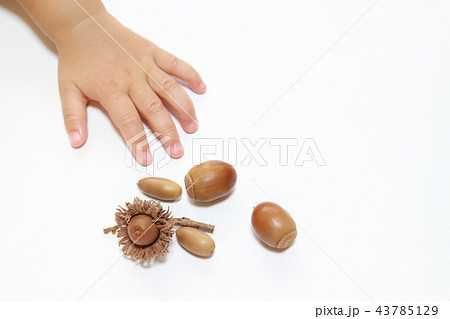 どんぐり 43785129