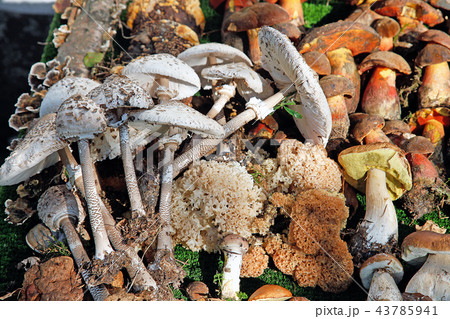 Several different wild mushrooms arranged edible 43785941