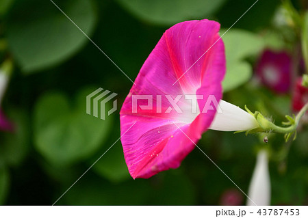 輝く朝顔の花 輝く朝顔の花 43787453
