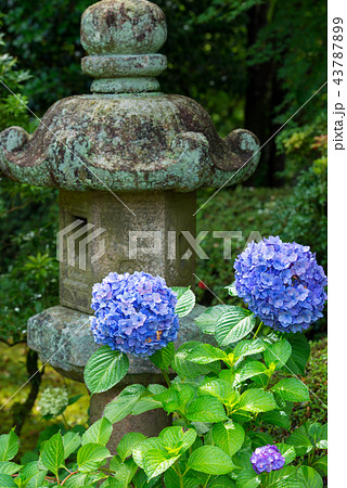 紫陽花 43787899
