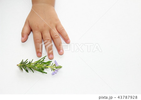 ローズマリー (マリンブルー) ローズマリー (マリンブルー) 43787928