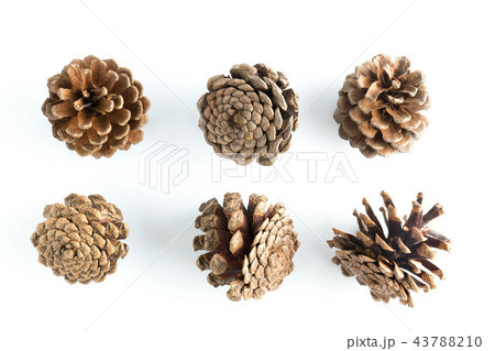 big set of cones various coniferous trees isolated big set of cones various coniferous trees isolated 43788210