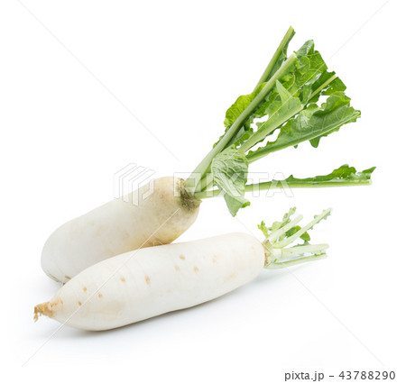 daikon radishes isolated on white 43788290