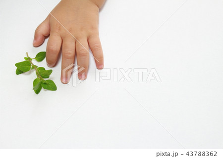 オレガノ 43788362