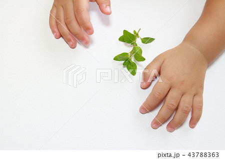 オレガノ 43788363