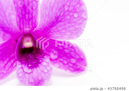 Purple pink orchid flower isolated on white  43788498