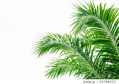 Palm leaf isolated on white 43788552