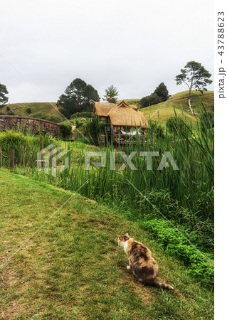 hobbiton mill with cat 43788623
