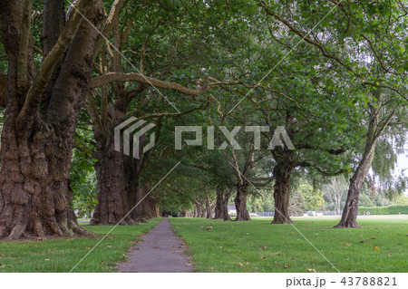 rows of trees in hagley park rows of trees in hagley park 43788821