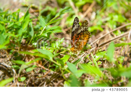 夏 サマーイメージ 夏イメージ 43789005